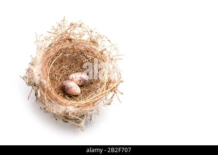 Deux œufs d'oiseaux zébrés sèchent dans un nid d'herbe sèche brun isolé sur fond blanc Banque D'Images