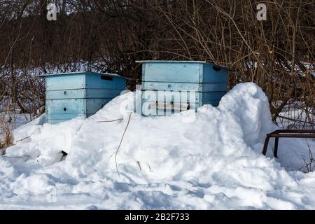 deux ruches d'abeilles bleues recouvertes de neige dans une forêt hivernale Banque D'Images