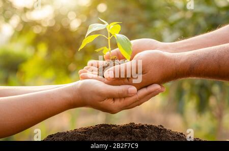 Gros plan tenant main jeune arbre vert germe et planter dans le sol. Décoration maison et jardin concept Banque D'Images