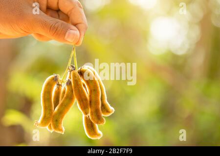 Gros plan tenant main bande de Mucuna pruriens sur fond flou de jardin Banque D'Images