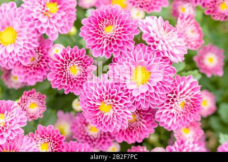 Macro vue de dessus belle fleur de chrysanthème dans le jardin pour l'utilisation en toile de fond Banque D'Images