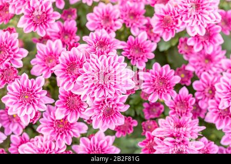 Macro vue de dessus belle fleur de chrysanthème dans le jardin pour l'utilisation en toile de fond Banque D'Images