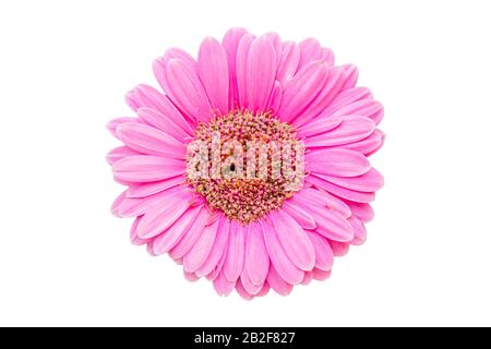 Vue de dessus fleurs de Gerbera rose frais isolées sur fond blanc. Enregistrer avec le masque Banque D'Images