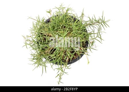 Vue de dessus vert bermudas herbe, herbe de pelouse ou herbe de fil dans pot isolé sur fond blanc
