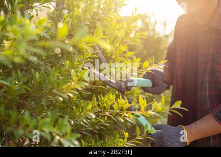 Gros plan sur les personnes qui coupent une haie dans le jardin. Décoration maison et jardin concept Banque D'Images
