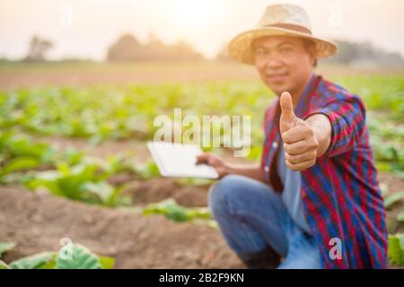 Main masculine montrant le geste de pouce vers le haut. Jeune agriculteur ou universitaire travaillant dans le domaine de l'arbre à tabac. Recherche ou vérification de la qualité après plantation de tob Banque D'Images