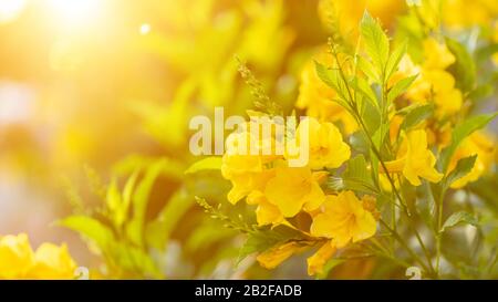 Macro-buisson de l'aîné jaune, Trumpebush ou Trumpet Flower sur la branche dans le jardin à l'heure du matin Banque D'Images