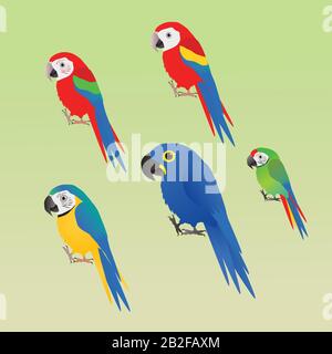 Une collection de cinq espèces différentes de macaw, style de dessin animé Illustration de Vecteur