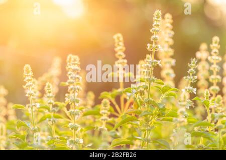 Macro feuille et fleur de basilic thaï ou basilic hante sur fond flou de lumière du soleil Banque D'Images