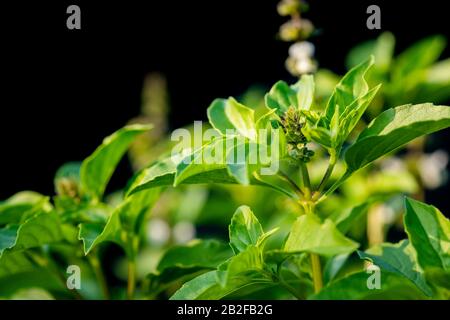 Feuille verte macro et fleur de basilic thaï ou arbre de basilic Saint isolé sur fond noir Banque D'Images