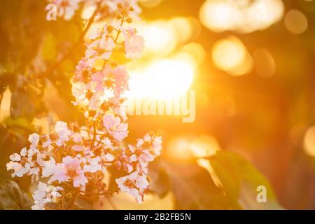 Macro fleur de l'arbre de fleurs de la Reine ou Lagerstroemia spéciosa (Inthanin en nom thaïlandais) avec lumière orange coucher de soleil Banque D'Images