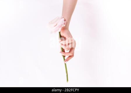 Fleur blanche délicate dans les mains d'une fille avec une manucure blanche parfaite sur un fond clair. Banque D'Images