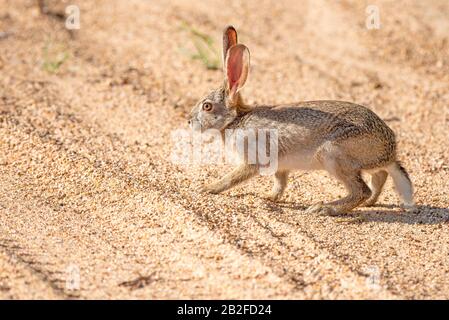 Un lièvre à récurer - Lepus saxatilis - traverse provisoirement une route de terre sablonneuse avec des traces de pneus dans le parc national Kruger en Afrique du Sud Banque D'Images