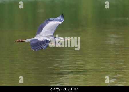 heron gris gros plan (ardea cinerea) avec ailes écarté en vol sur l'eau verte Banque D'Images