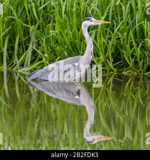 gros plan miroir heron gris (ardea cinerea) debout dans l'eau devant le roseau vert Banque D'Images