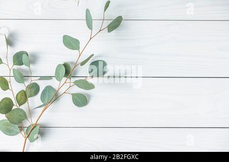Feuilles d'eucalyptus sur fond blanc en bois. Cadre en branches d'eucalyptus. Couche plate, vue supérieure, espace de copie Banque D'Images