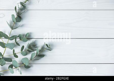 Feuilles d'eucalyptus sur fond blanc en bois. Cadre en branches d'eucalyptus. Couche plate, vue supérieure, espace de copie Banque D'Images