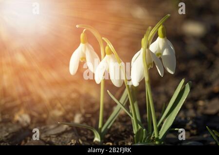 Premier printemps fleurs blanc Snowdrop ou commune de neige Galanthus nivalis dans le soleil de printemps Banque D'Images
