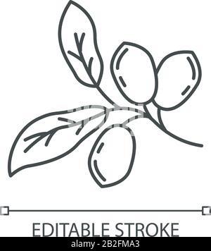 Icône linéaire parfaite de jojoba pixel. Fruits exotiques. Botanique. Fruit miracle. Usine brésilienne. Illustration personnalisable en ligne fine. Symbole de contour. Illustration de Vecteur