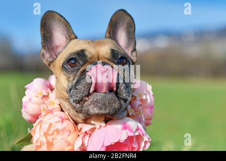 Drôle de chien de Bulldog français portant un col floral rose tout en léchant le nez le jour ensoleillé du printemps Banque D'Images