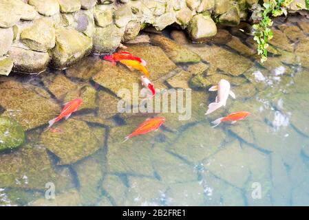 Koi de poisson rouge vif dans l'eau grise bleue de l'étang contre fond de pierre et réflexion des feuilles sur la surface, copier l'espace. Banque D'Images