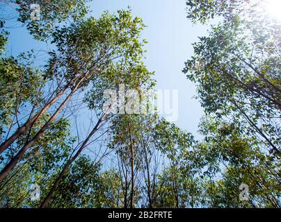 Un point de faible Vantage à la lumière du soleil sifting à travers les feuilles d'eucalyptus, Regardant jusqu'au ciel Banque D'Images