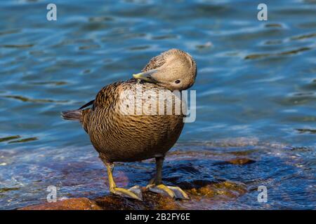 gros-up de canard femelle naturel (somateria mollissima) avec tête sur le plumage Banque D'Images