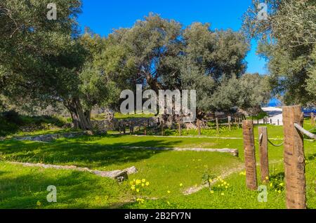 L'olivier monumental de Kavusi.C'est un monument naturel qui est considéré comme l'olivier le plus ancien au monde avec un âge de 3500 ans. Banque D'Images