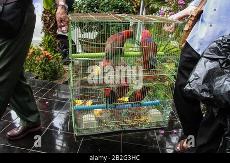 La police a montré des preuves d'oiseaux protégés, à savoir perroquets (Eclectus roratus) et têtes noires Kasuri (Lorius lory) capturés dans le commerce illégal d'animaux à Malang, Java est, Indonésie. Banque D'Images