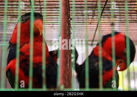 La police a montré des preuves d'oiseaux protégés, à savoir perroquets (Eclectus roratus) et têtes noires Kasuri (Lorius lory) capturés dans le commerce illégal d'animaux à Malang, Java est, Indonésie. Banque D'Images