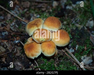 Groupe d'armillaria jaune sur le terrain forestier Banque D'Images