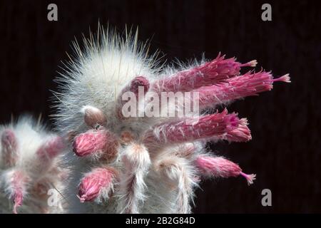 Sydney Australie, gros plan de fleurs au sommet d'un cactus Cleistocactus strausii ou de la torche argent Banque D'Images