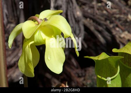 Sydney Australie, fleurs blanches d'une plante carnivore de Sarracenia alata originaire d'Amérique du Nord Banque D'Images