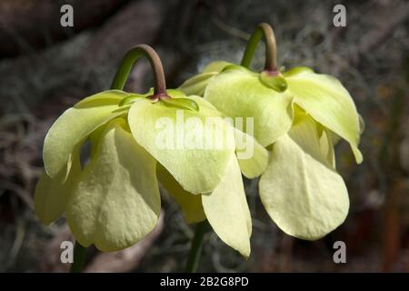 Sydney Australie, fleurs blanches d'une plante carnivore de Sarracenia alata originaire d'Amérique du Nord Banque D'Images