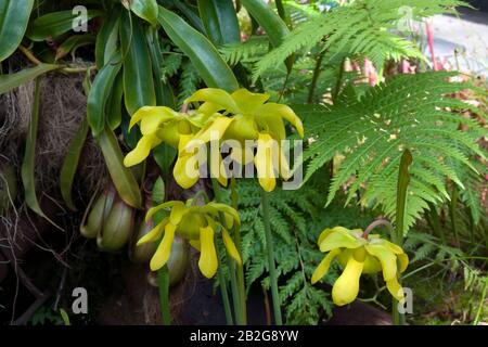 Sydney Australie, fleurs jaunes d'une Sarracenia ou d'une plante pichet dans le jardin Banque D'Images