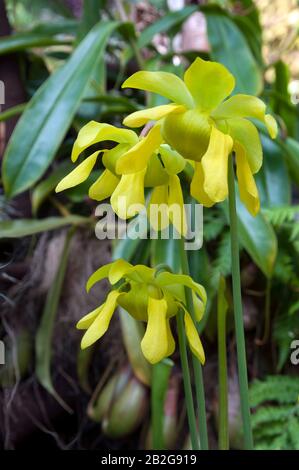 Sydney Australie, fleurs jaunes d'une Sarracenia ou d'une plante pichet dans le jardin Banque D'Images