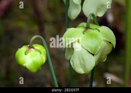 Sydney Australie, fleurs blanches d'une plante carnivore de Sarracenia alata originaire d'Amérique du Nord Banque D'Images