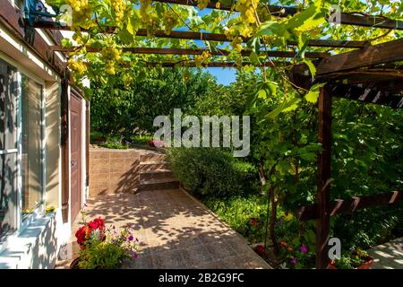 La cour arrière de la maison avec un auvent en bois fait de poutres - pergola. Les raisins poussent sur les barres et créent une ombre. Des grappes de raisins sont visibles Banque D'Images