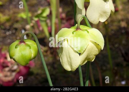 Sydney Australie, fleurs blanches d'une plante carnivore de Sarracenia alata originaire d'Amérique du Nord Banque D'Images