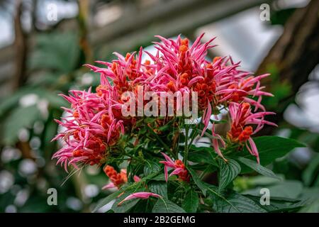 Gros plan d'un groupe de fleurs roses sur une plante Aphelandra sinclairiana (Panama Queen) Banque D'Images