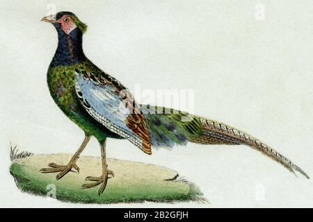 Faisan vert mâle du Japon ou le faisan versicolor (Phasianus versicolor). Détail d’une gravure réalisée dans les années 1800 pour les œuvres complètes de Buffon, augmentées par M.F. Cuvier, publiées en 29 volumes de 1829 à 1832. Ces « œuvres complètes » apportèrent aux nouvelles générations les écrits influents du siècle précédent de Georges-Louis Leclerc, comte de Buffon (1707-1788), sur l’histoire naturelle. La gravure de cette image a été créée à partir d’un dessin de Madame C. Pillot, épouse de l’éditeur parisien des « œuvres complètes », F d Pillot. Banque D'Images