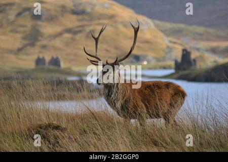 Red Deer Stag sur la colline au-dessus du château d'Ardvreck et du Loch assynt Banque D'Images