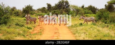 Zèbres traversant la rue dans le parc national de Tsavo West, Kenya, Afrique Banque D'Images