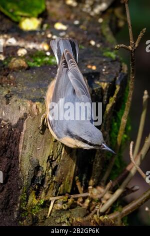 Une Nuthatch (Sitta europaea) peut souvent être vu descendant des troncs d'arbres tête en premier. Banque D'Images