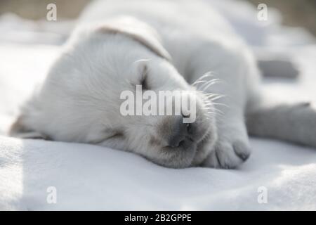 Photo de tête de Sleeping labrador retriever chiot / Newborn labrador retriever chiot endormi Banque D'Images