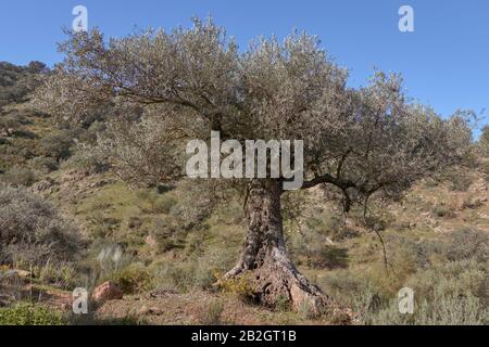 Arbre d'olive Centennial à Casabermeja, Malaga. Espagne