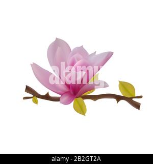 Magnolia liiflora, arbre d'orchidée avec des fleurs roses délicates sur un fond blanc vectoriel. Contexte des vacances de printemps avec scarlet Magnolia, Orchid. Illustration de Vecteur