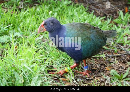 Ella Takahe Sur L'Île Tiritiri Matangi, Nouvelle-Zélande. Maintenant décédé. La jambe Trouvée sur l'île de Motutapu aurait été tuée par un harrier. Banque D'Images