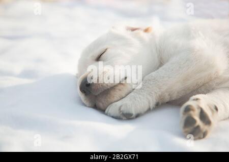 Adorable labrador retriever chiot s'est endormi / chien nouveau-né beige rerouge dormant. Portrait en gros plan Banque D'Images