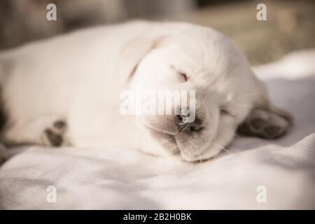 Adorable labrador retriever chiot s'est endormi / chien nouveau-né beige rerouge dormant. Portrait en gros plan Banque D'Images